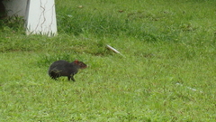 Dasyprocta fuliginosa