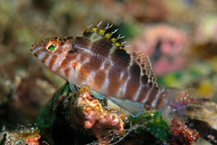 Spotted Hawkfish photo 1