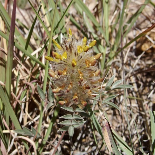 Image of Dalea wrightii by (c) Sue Carnahan, some rights reserved (CC BY)