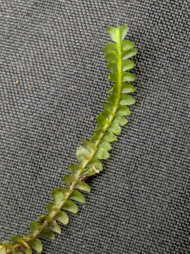 Syzygiella eatonii