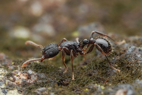 Tetramorium tortuosumTetramorium tortuosum