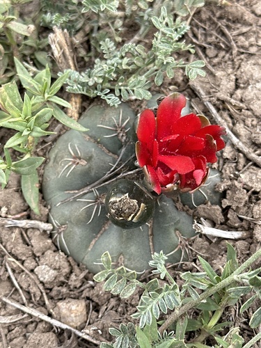 Gymnocalycium baldianum