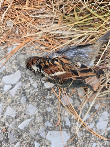 House Sparrow photographed in Kentucky