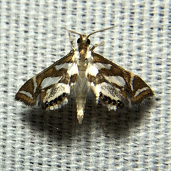 Chrysendeton medicinalis