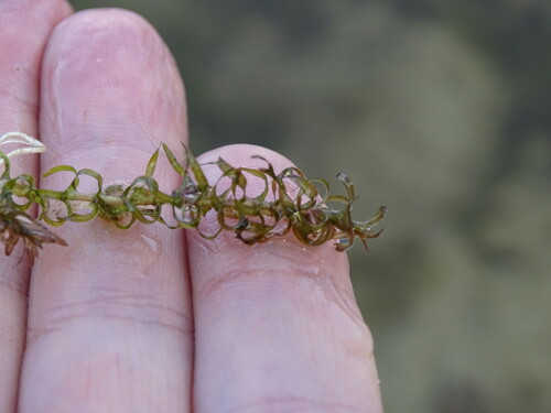 Image of Elodea nuttallii by (c) Grzegorz Grzejszczak, some rights reserved (CC BY-SA)