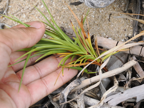Image of Cyperus pedunculatus by (c) Lucas Christofides, some rights reserved (CC BY)