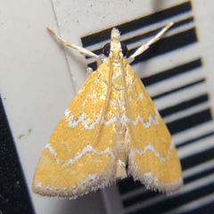 Xanthophysa psychicalis