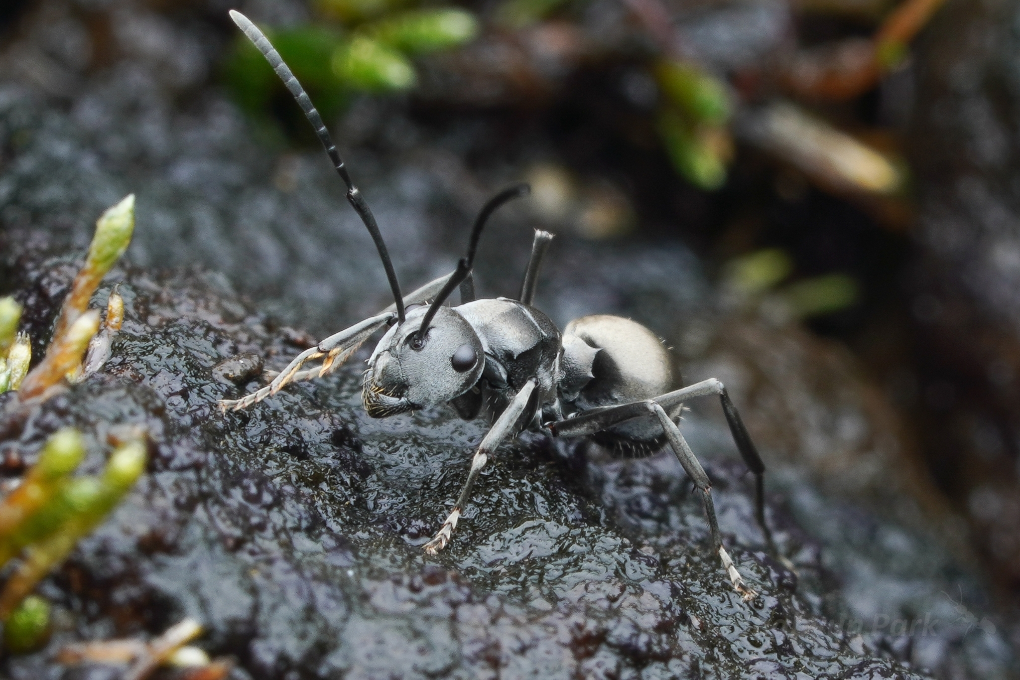 Polyrhachis convexa