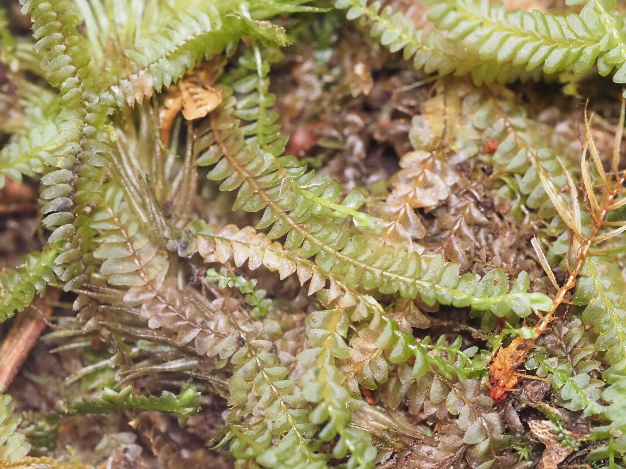 Syzygiella eatonii