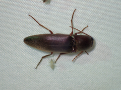 Diplostethus carolinensis