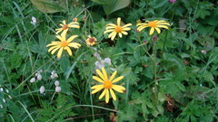 Senecio kolenatianus