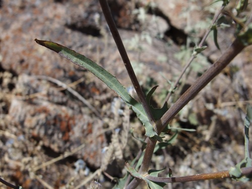 Image of Rafinesquia californica by (c) Sue Carnahan, some rights reserved (CC BY)