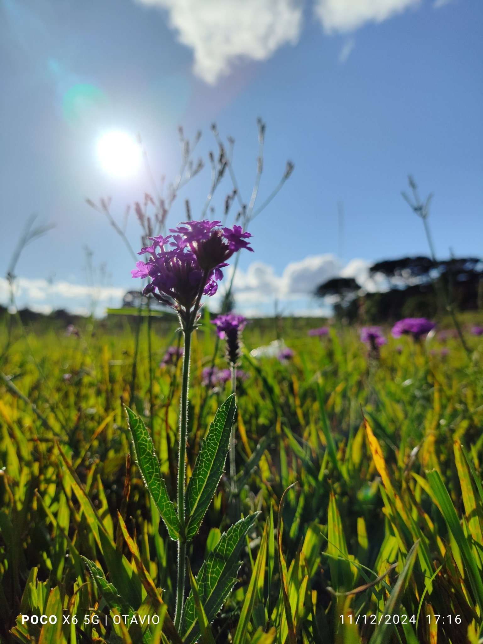 Verbena rigida