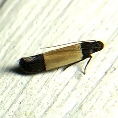 Anacampsis coverdalella