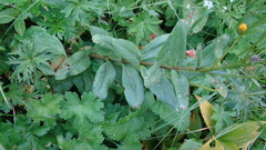 Senecio kolenatianus