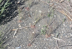 Eriogonum esmeraldense esmeraldense