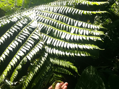 Cyathea fulva observed 2019-07-14