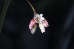 Eriogonum esmeraldense esmeraldense