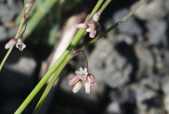 Eriogonum esmeraldense esmeraldense