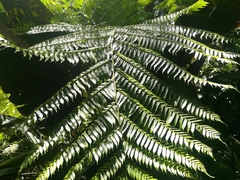 Cyathea fulva