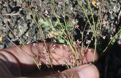 Eriogonum esmeraldense esmeraldense