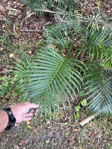 Dypsis lutescens iNat (2)