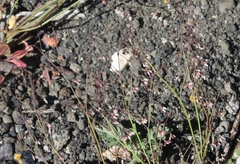 Eriogonum esmeraldense esmeraldense