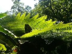 Cyathea fulva