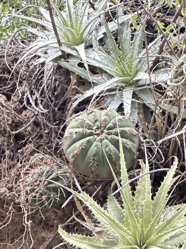 Gymnocalycium nigriareolatum