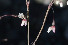 Eriogonum esmeraldense esmeraldense