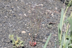 Eriogonum esmeraldense esmeraldense