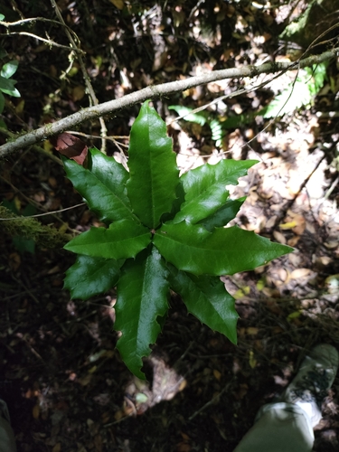Berberis negeriana, photograph 3