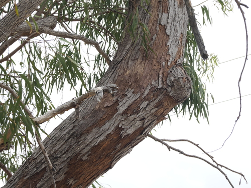 Image of Eucalyptus exserta by (c) Lucas Christofides, some rights reserved (CC BY)