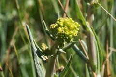 Senecio hydrophilus