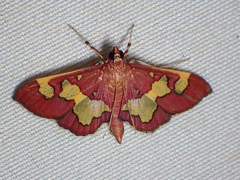 Colomychus talis