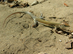 Aspidoscelis deppii
