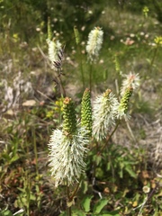 Sanguisorba stipulata