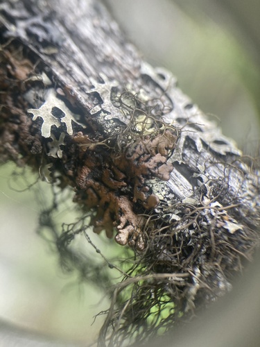 Hypogymnia bitteri, 2024-07-25