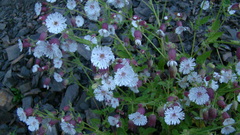 Silene lacera
