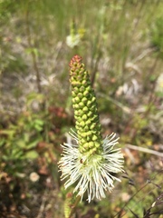 Sanguisorba stipulata