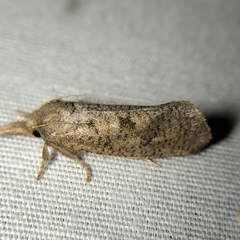 Acrolophus plumifrontella