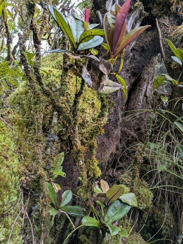 Myrsine wawraea observed 2024-12-05