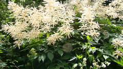 Aruncus sylvester sylvester