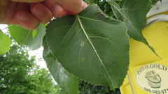 Stigmella populetorum