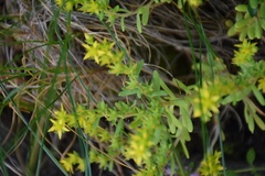 Sedum annuum