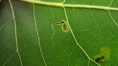 Stigmella populetorum