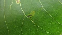 Stigmella populetorum