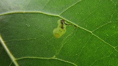 Stigmella populetorum