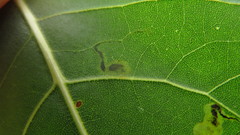 Stigmella populetorum