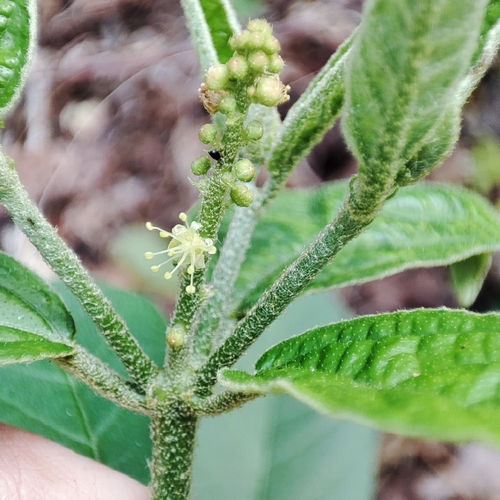 Croton betaceus